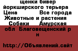 щенки бивер йоркширского терьера › Цена ­ 8 000 - Все города Животные и растения » Собаки   . Амурская обл.,Благовещенский р-н